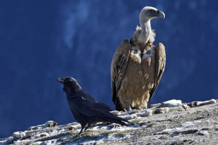 Framed Print : Eurasian Griffon Vulture and common raven (Corvus corax). Ordesa y Monte Perdido National Park - Pyrenees - Spain Framed Print : Eurasian Griffon Vulture and common raven (Corvus corax). Ordesa y Monte Perdido National Park - Pyrenees - Spain