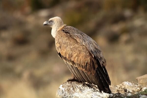 Eurasian Griffon Vulture - at feeding station. Pyrenees - Spain