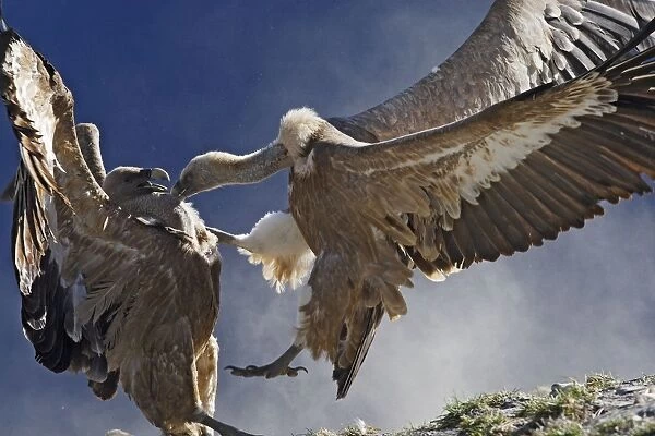 Eurasian Griffon Vulture - two fighting. Pyrenees - Spain