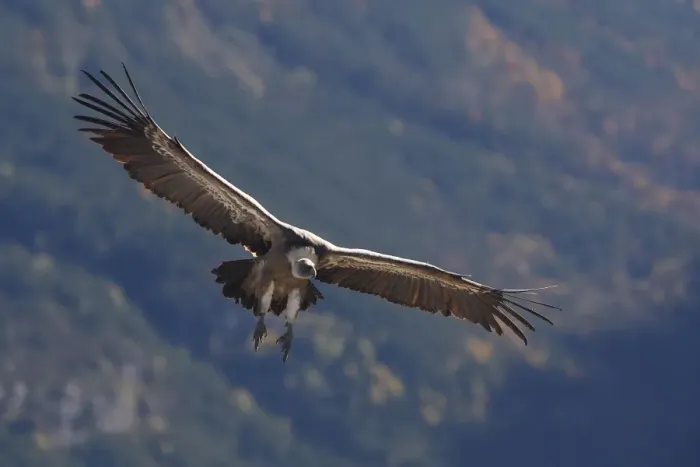 Framed Print : Eurasian Griffon Vulture - in flight. Pyrenees - Spain Framed Print : Eurasian Griffon Vulture - in flight. Pyrenees - Spain