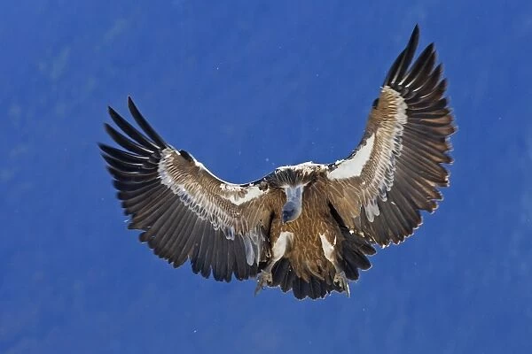 Eurasian Griffon Vulture - in flight. Pyrenees - Spain