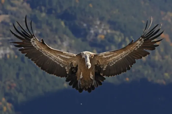Framed Print : Eurasian Griffon Vulture - in flight. Pyrenees - Spain Framed Print : Eurasian Griffon Vulture - in flight. Pyrenees - Spain