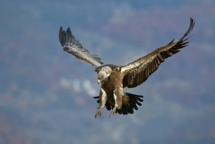 Framed Print : Eurasian Griffon Vulture - in flight. Pyrenees - Spain