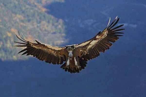 Eurasian Griffon Vulture - in flight. Pyrenees - Spain