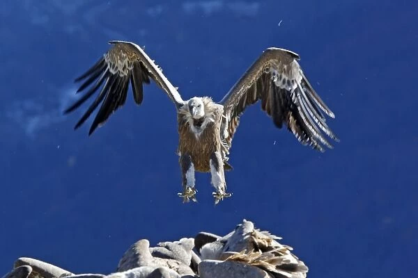 Eurasian Griffon Vulture - in flight coming into land at feeding station. Pyrenees - Spain