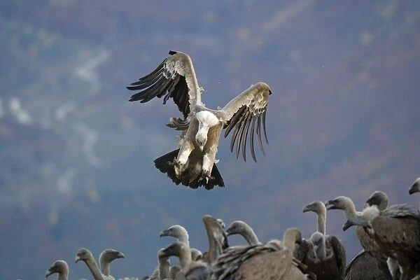 Eurasian Griffon Vulture - in flight coming into land at feeding station. Pyrenees - Spain