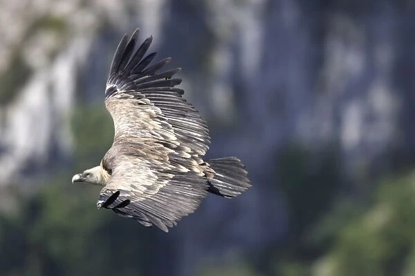 Eurasian Griffon Vulture - in flight. Drome - France