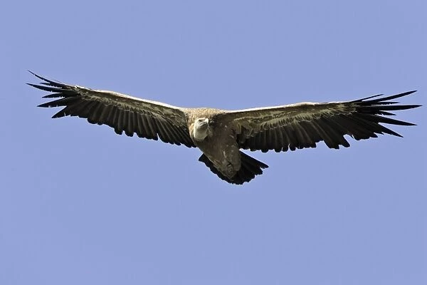 Eurasian Griffon Vulture - in flight. Drome - France