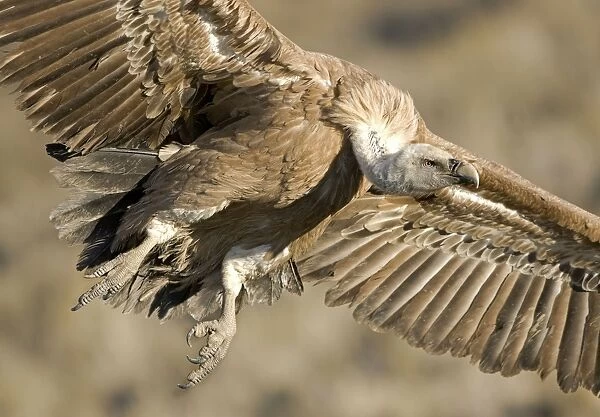 Eurasian Griffon Vulture - in flight - Spanish Pyrenees - December