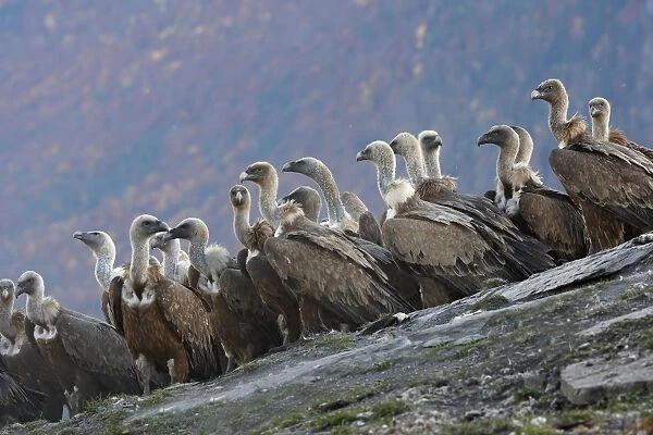 Eurasian Griffon Vulture - flock at feeding station. Pyrenees - Spain