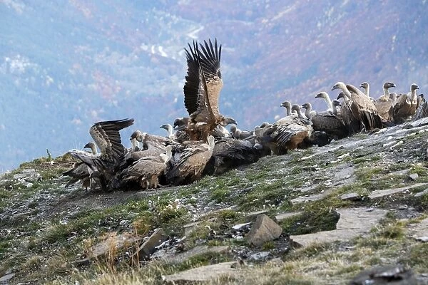 Eurasian Griffon Vulture - group at feeding station. Pyrenees - Spain