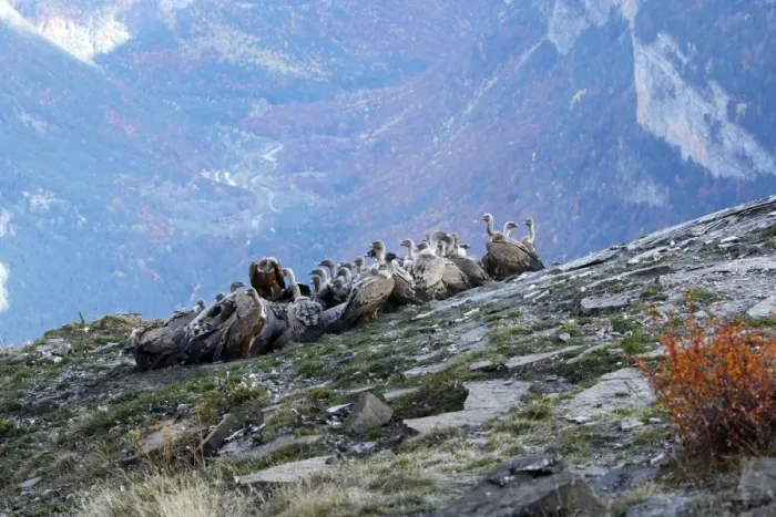 Framed Print : Eurasian Griffon Vulture - group at feeding station. Pyrenees - Spain Framed Print : Eurasian Griffon Vulture - group at feeding station. Pyrenees - Spain