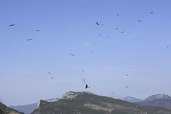 Eurasian Griffon Vulture - group in flight. Drome - France