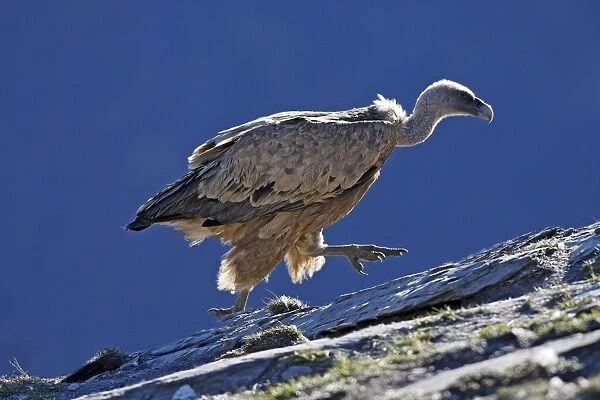 Eurasian Griffon Vulture. Pyrenees - Spain