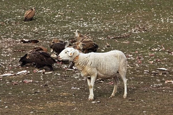 Eurasian Griffon Vulture & sheep. Pyrenees - Spain