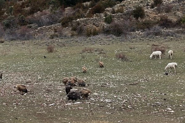 Eurasian Griffon Vulture & sheep - at feeding station. Pyrenees - Spain