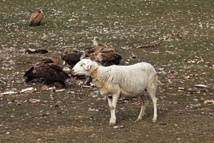 Framed Print : Eurasian Griffon Vulture & sheep. Pyrenees - Spain Framed Print : Eurasian Griffon Vulture & sheep. Pyrenees - Spain