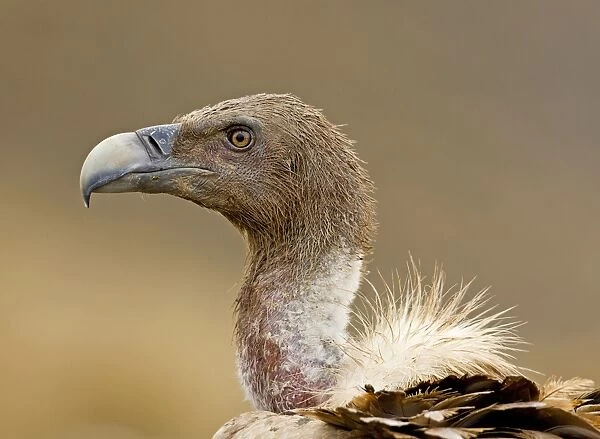 Eurasian Griffon Vulture - Spanish Pyrenees - December