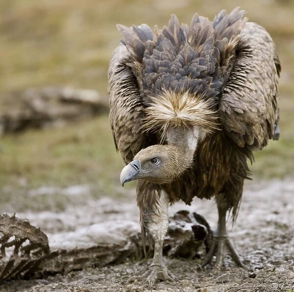 Eurasian Griffon Vulture - in threatening pose - Spanish Pyrenees - December