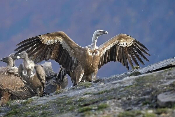 Eurasian Griffon Vulture - with wings spread at feeding station. Pyrenees - Spain