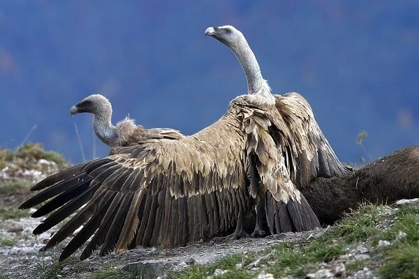 Eurasian Griffon Vulture - with wings spread on prey. Pyrenees - Spain