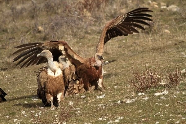 Eurasian Griffon Vultures. Pyrenees - Spain