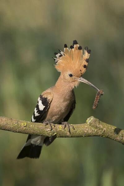 Eurasian Hoopoe - adult bird perched on a brench