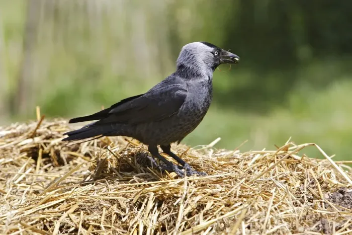 Framed Print : Eurasian Jackdaw - looking for food. Alsace - France Framed Print : Eurasian Jackdaw - looking for food. Alsace - France