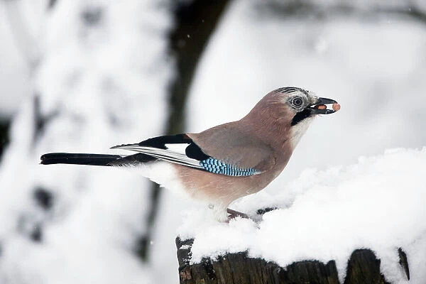 Eurasian Jay - Eating peanuts in snow - Oxon - UK - February
