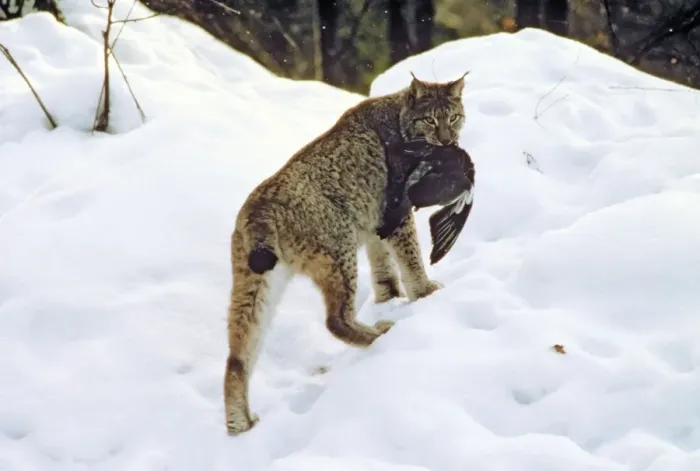 Framed Print : Eurasian Lynx - Catching pigeon prey in snow - Jura Mountains - eastern France JFL00197 Framed Print : Eurasian Lynx - Catching pigeon prey in snow - Jura Mountains - eastern France JFL00197