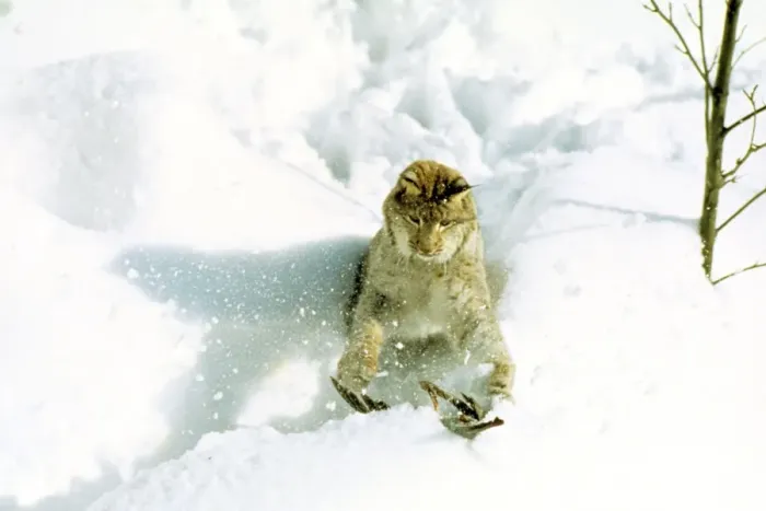 Framed Print : Eurasian Lynx - Catching pigeon prey in snow - Jura Mountains - eastern France JFL00198 Framed Print : Eurasian Lynx - Catching pigeon prey in snow - Jura Mountains - eastern France JFL00198