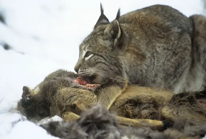 Framed Print : Eurasian lynx - feeding Framed Print : Eurasian lynx - feeding