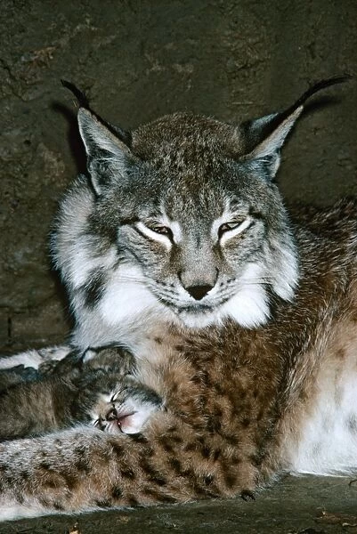 Eurasian Lynx - Female and kittens - Jura Mountains - eastern France JFL00344