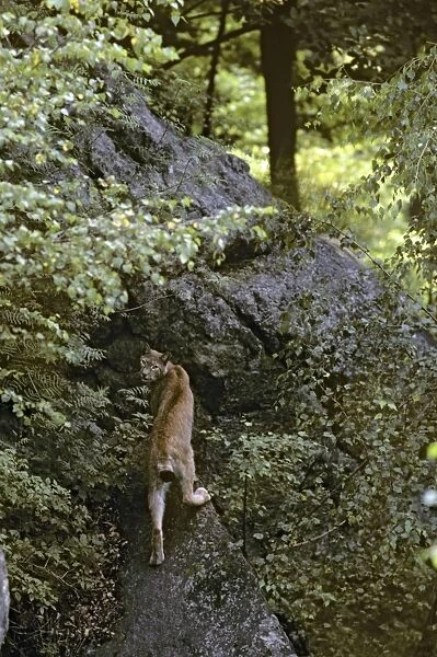 Eurasian Lynx - Jura Mountains - eastern France JFL0207