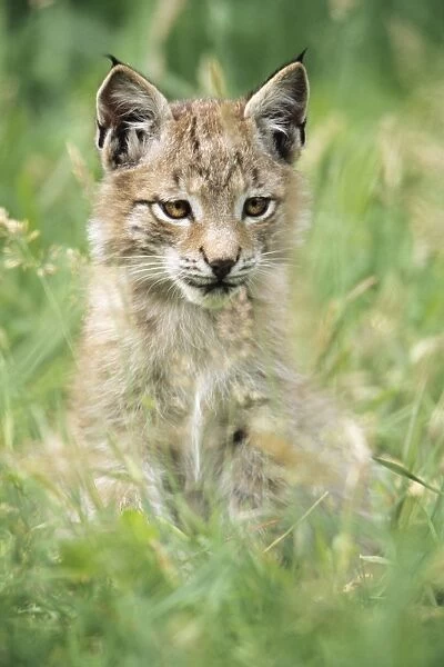 Eurasian Lynx - kitten sitting amongst grass Hessen, Germany