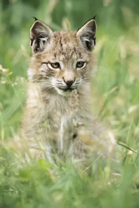 Framed Print : Eurasian Lynx - kitten sitting amongst grass Hessen, Germany