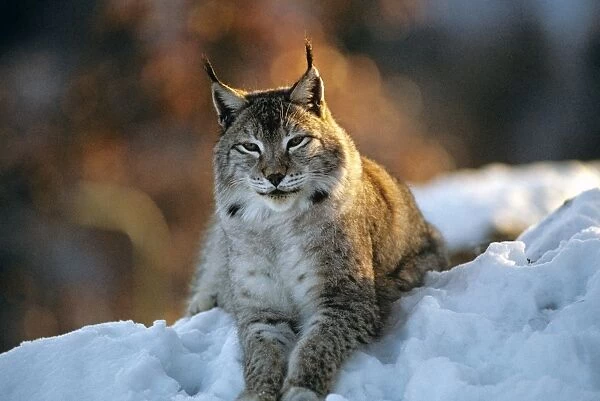 Eurasian Lynx - Lying down in snow - Jura Mountains - eastern France JFL00239