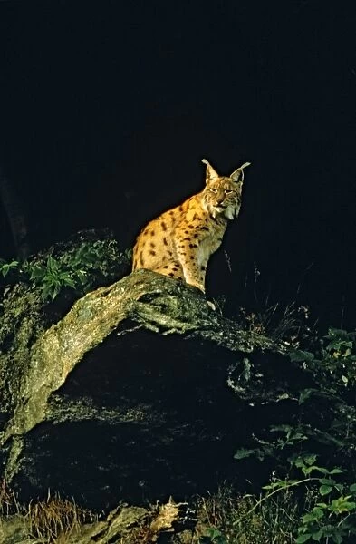 Eurasian Lynx - At night - Jura Mountains - eastern France JFL0206d