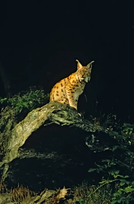 Framed Print : Eurasian Lynx - At night - Jura Mountains - eastern France JFL0206d Framed Print : Eurasian Lynx - At night - Jura Mountains - eastern France JFL0206d
