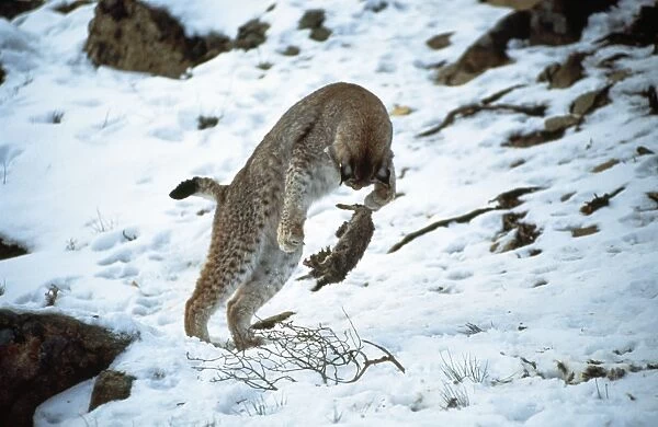 Eurasian lynx - playing with prey 
