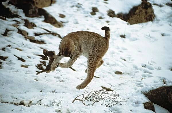 Eurasian Lynx - Playing with rabbit prey in snow - Jura Mountains - eastern France JFL00228