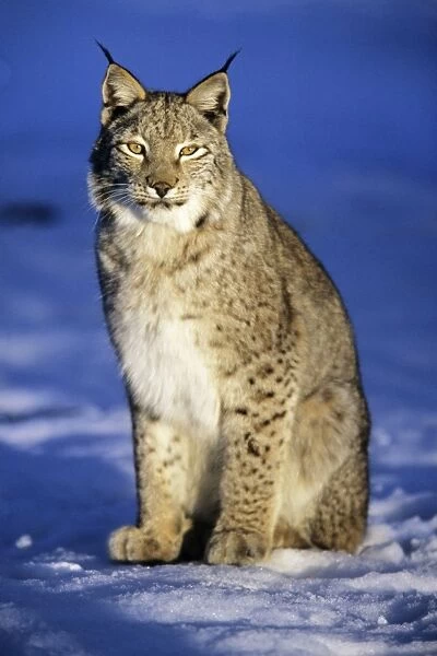 Eurasian Lynx - sitting in snow Hessen, Germany