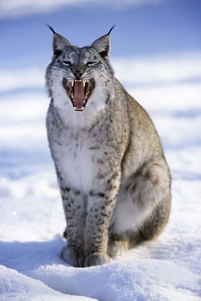 Eurasian Lynx - sitting in snow, yawning Hessen, Germany