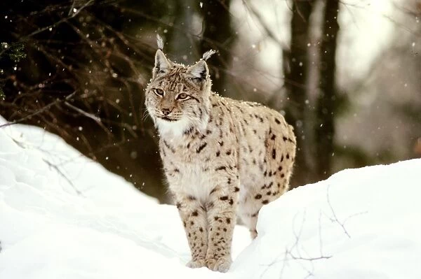 Eurasian Lynx - In snow - Jura Mountains - Eastern France JFL00013