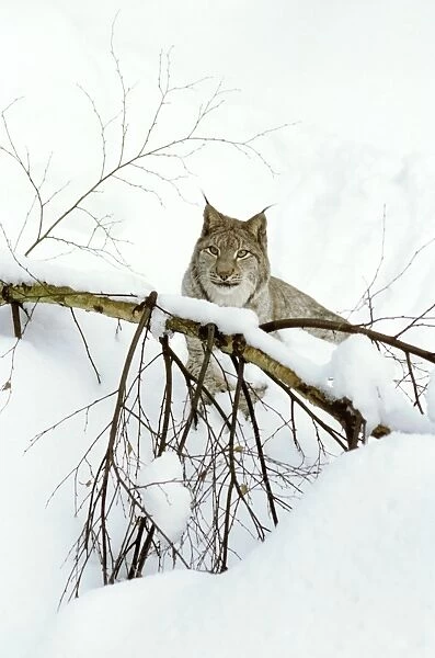 Eurasian Lynx - In snow - Jura Mountains - Eastern France JFL00009