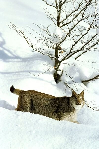 Eurasian Lynx - In snow - Jura Mountains - Eastern France JFL00012