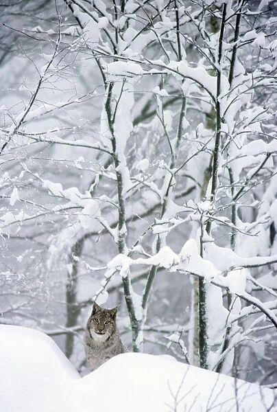 Eurasian Lynx - In snow - Jura Mountains - Eastern France JFL00004