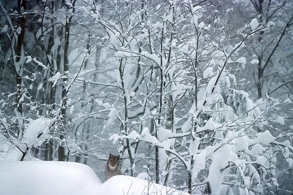 Eurasian Lynx - In snow - Jura Mountains - eastern France JFL00118