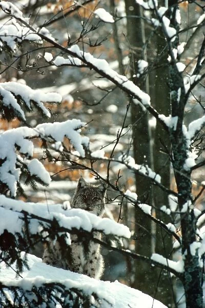 Eurasian Lynx - In snow - Jura Mountains - eastern France JFL00022