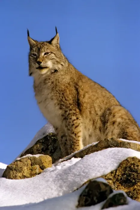 Framed Print : Eurasian Lynx - In snow - Jura Mountains - eastern France JFL00235 Framed Print : Eurasian Lynx - In snow - Jura Mountains - eastern France JFL00235
